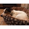 Culcus-moale-cu-perna-pentru-caine-pisica-crem-50-cm-7-1.jpeg