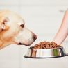 dogs-eating_1200x1200-1.jpg